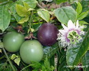 گل ساعتی